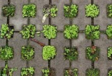 sustainable growth design principles
