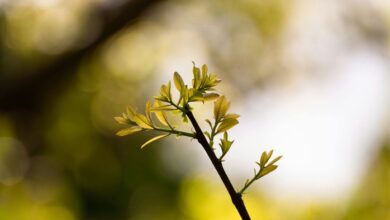 cosmic node startup growth