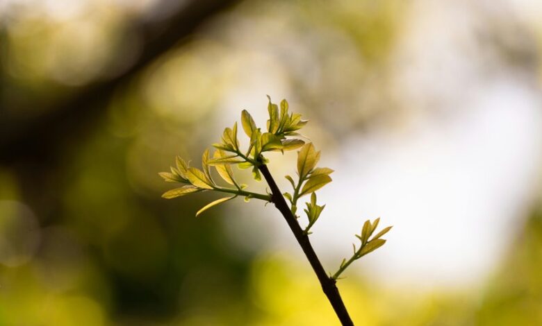 cosmic node startup growth