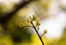 radiant node start driving